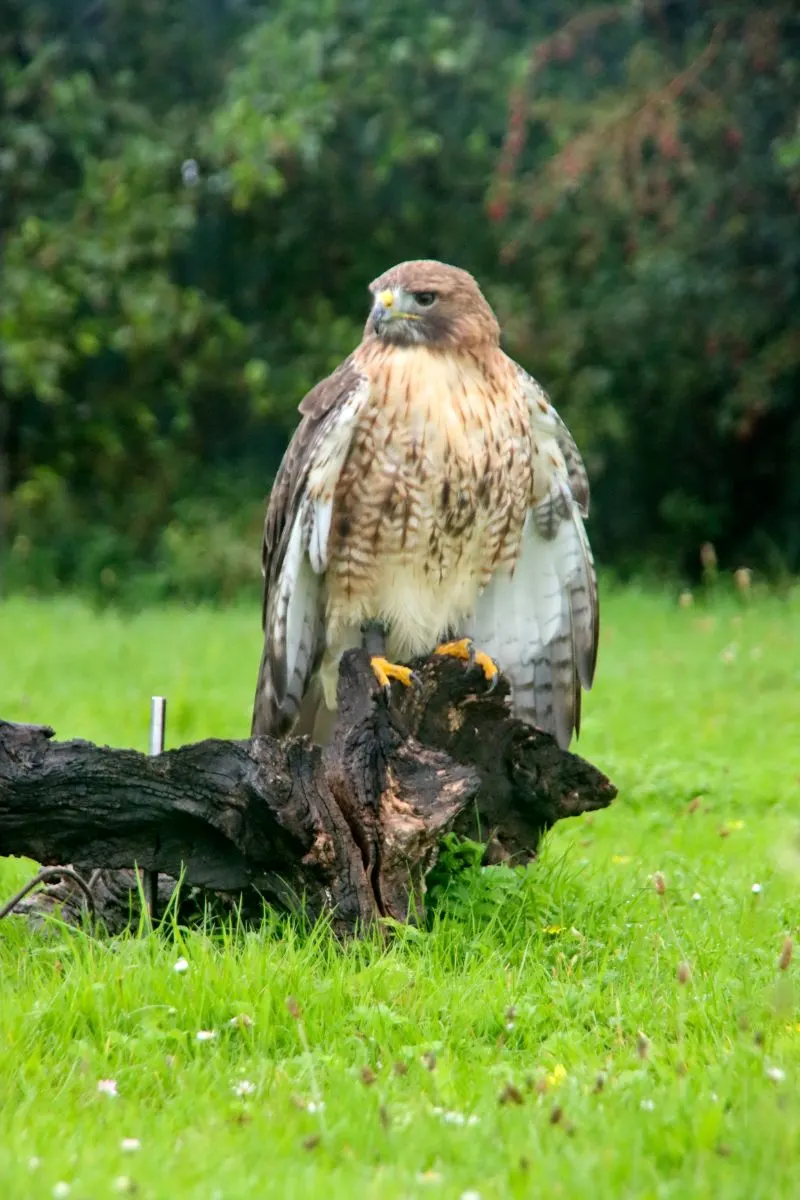 The Spiritual Meaning Of A Hawk Flying Over You