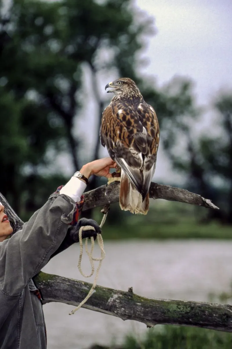 The Spiritual Meaning Of A Hawk Flying Over You