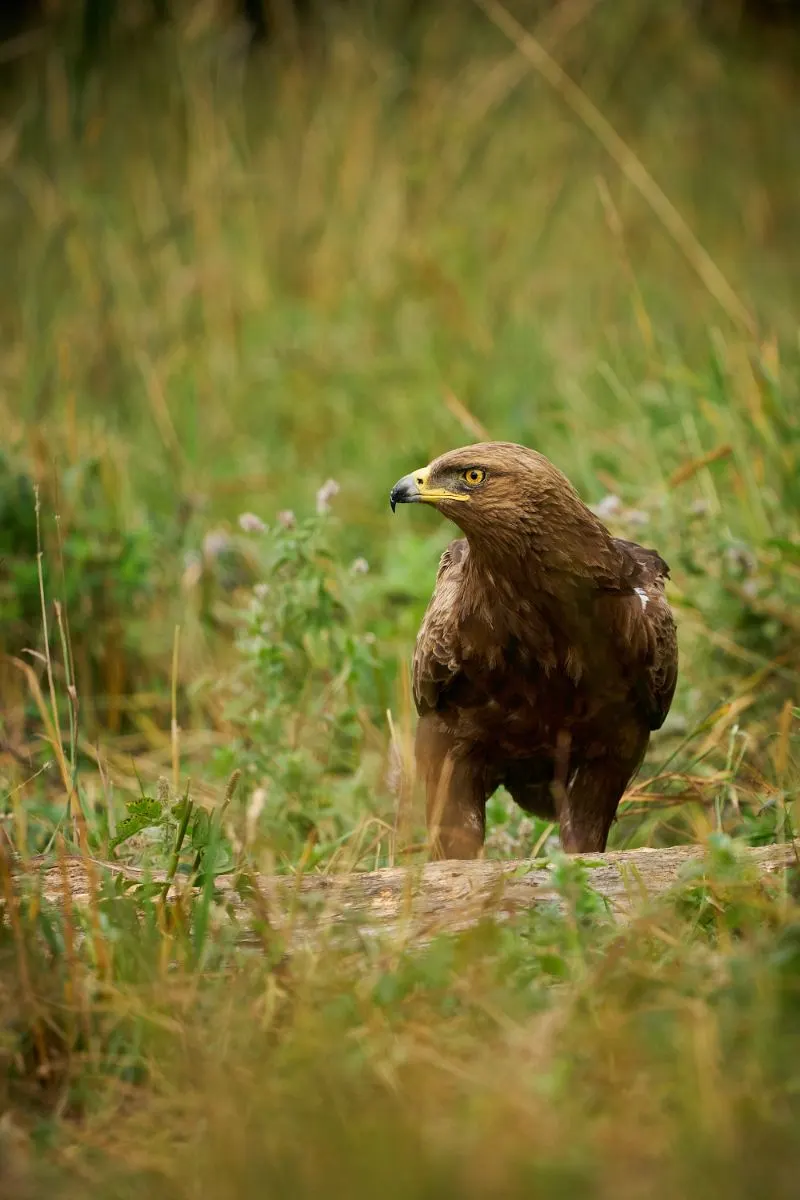 The Spiritual Meaning Of A Hawk Flying Over You