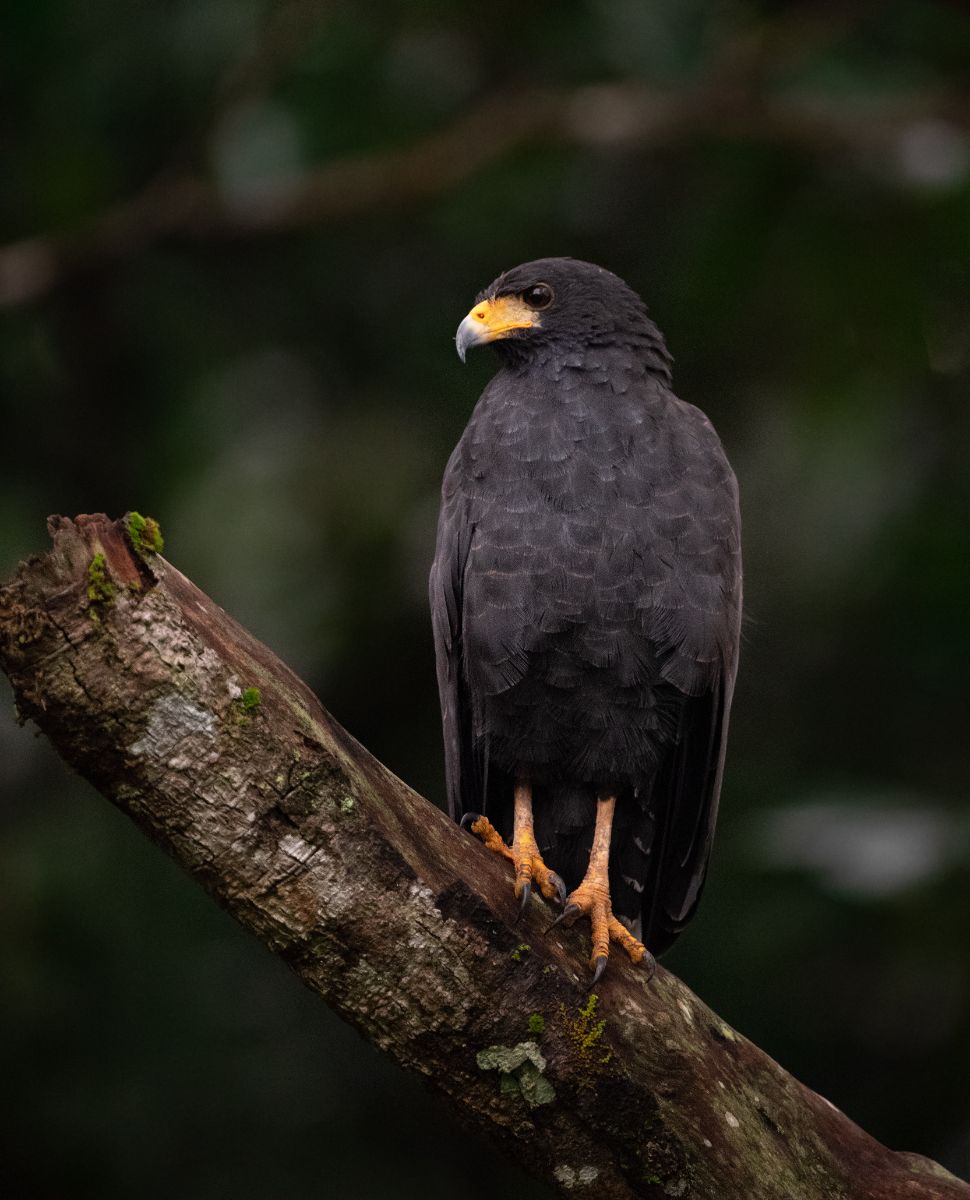 The Spiritual Meaning Of A Hawk Flying Over You