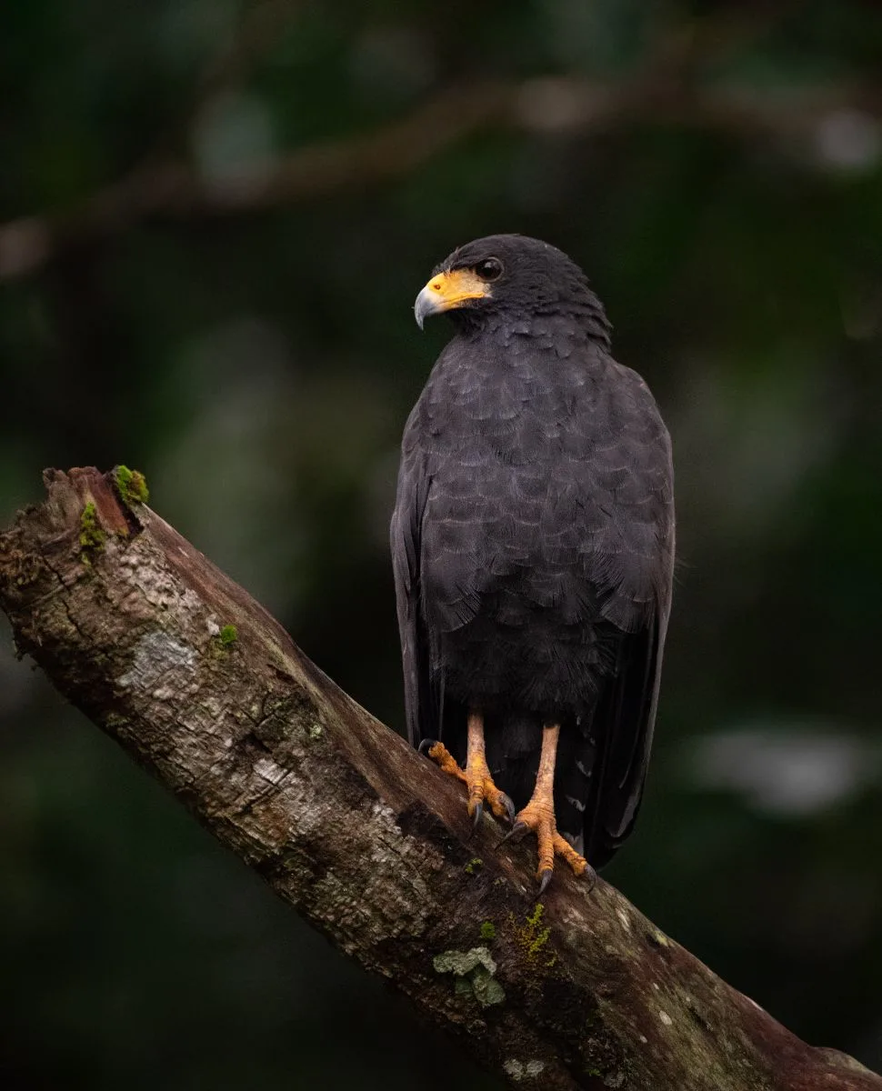 The Spiritual Meaning Of A Hawk Flying Over You