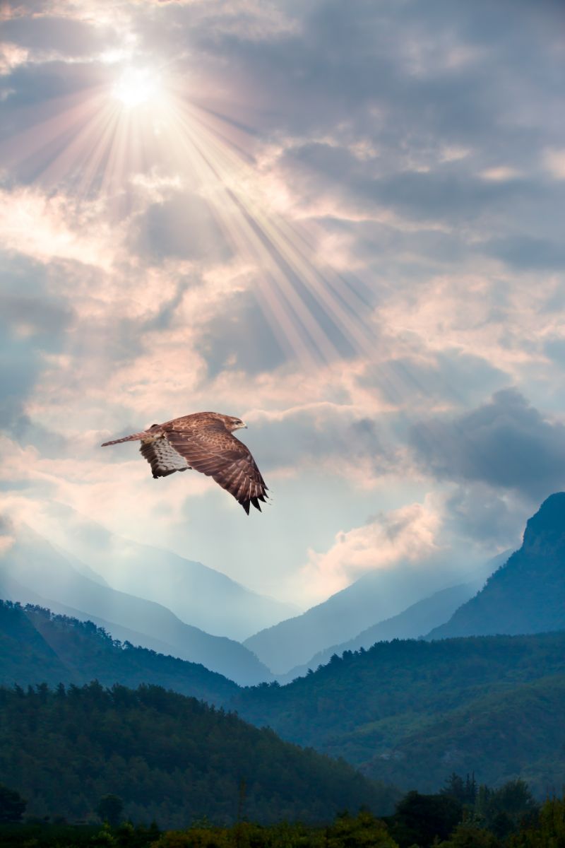 The Spiritual Meaning Of A Hawk Flying Over You