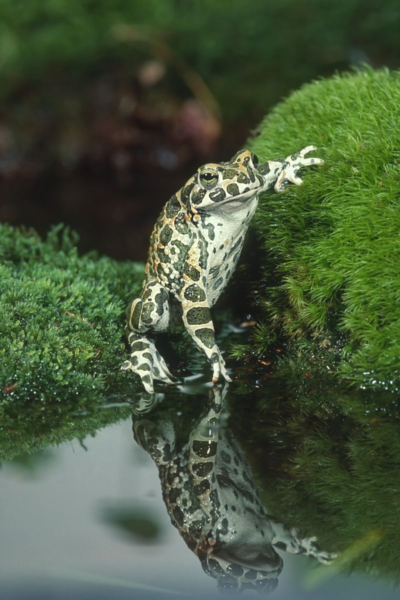 Toad Spiritual Meaning