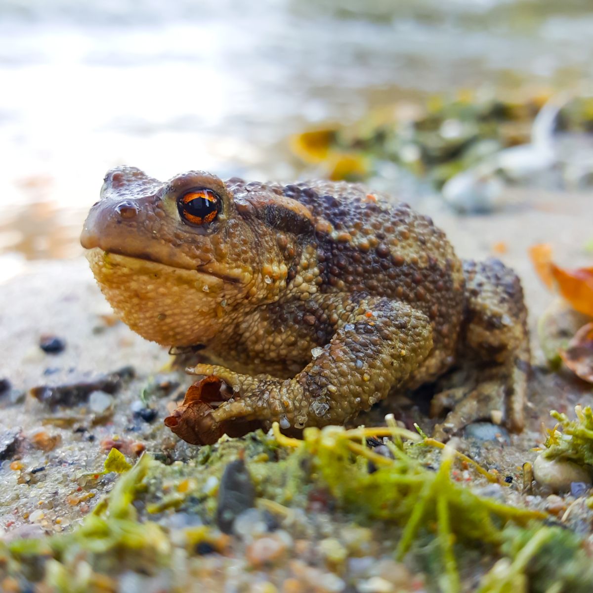 Toad Spiritual Meaning