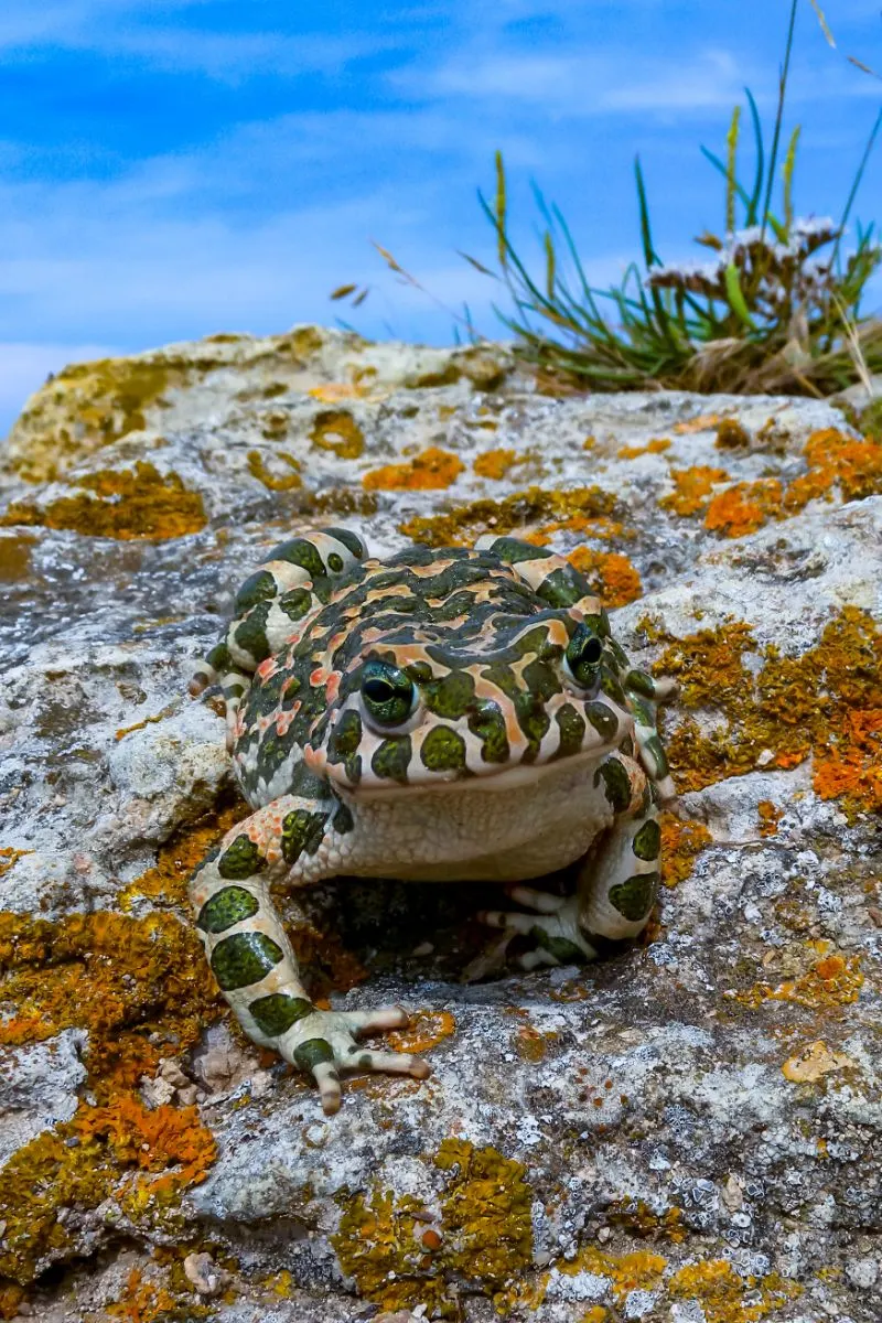 Toad Spiritual Meaning