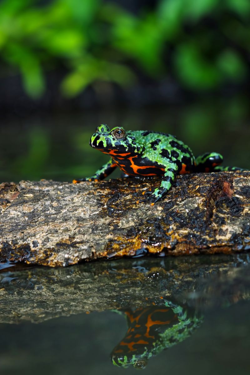 Toad Spiritual Meaning