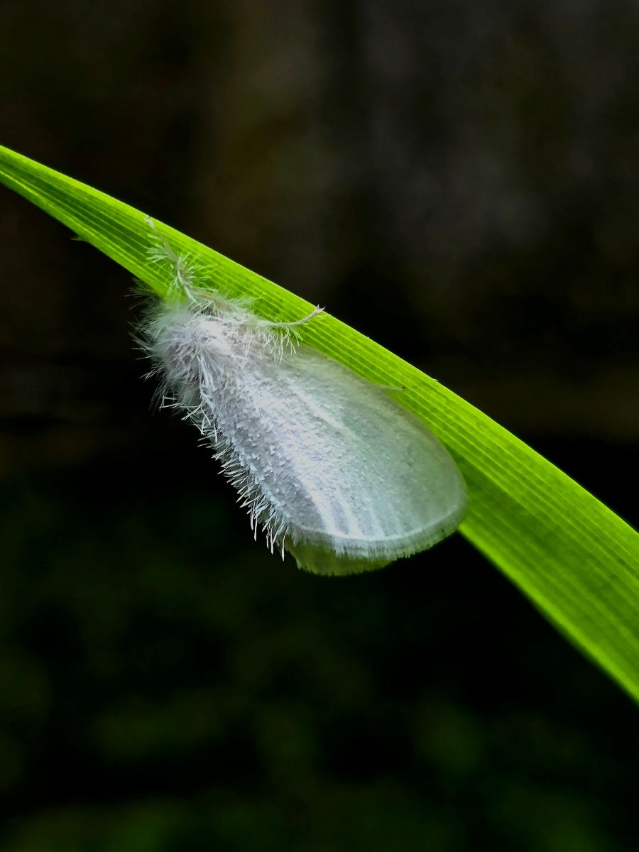 White Moth Spiritual Meaning