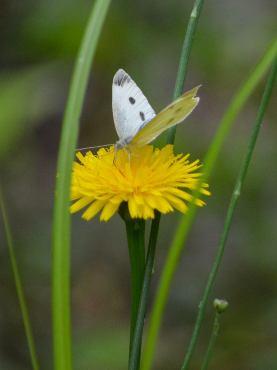 White Moth Spiritual Meaning