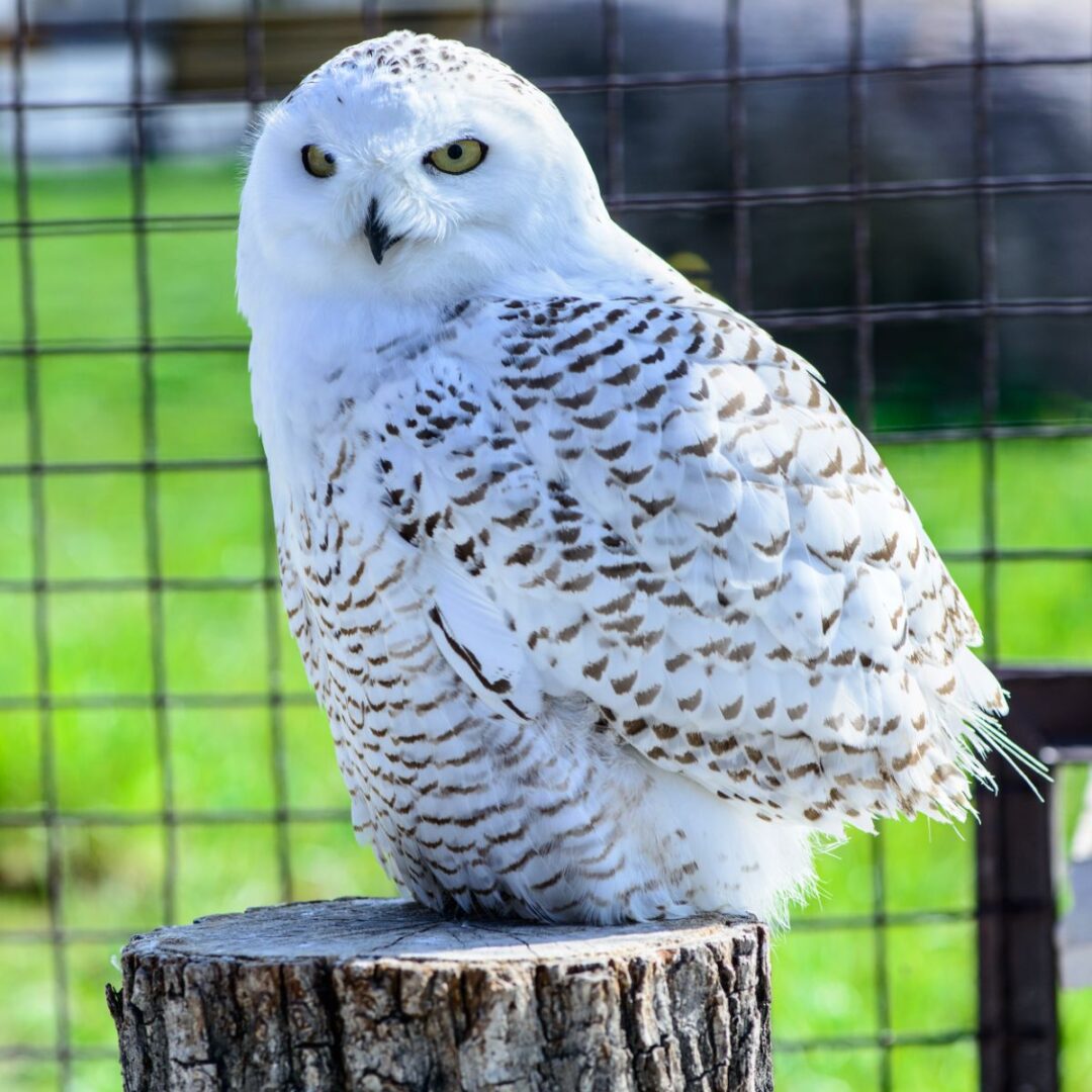 White Owl Spiritual Meaning - Insight state