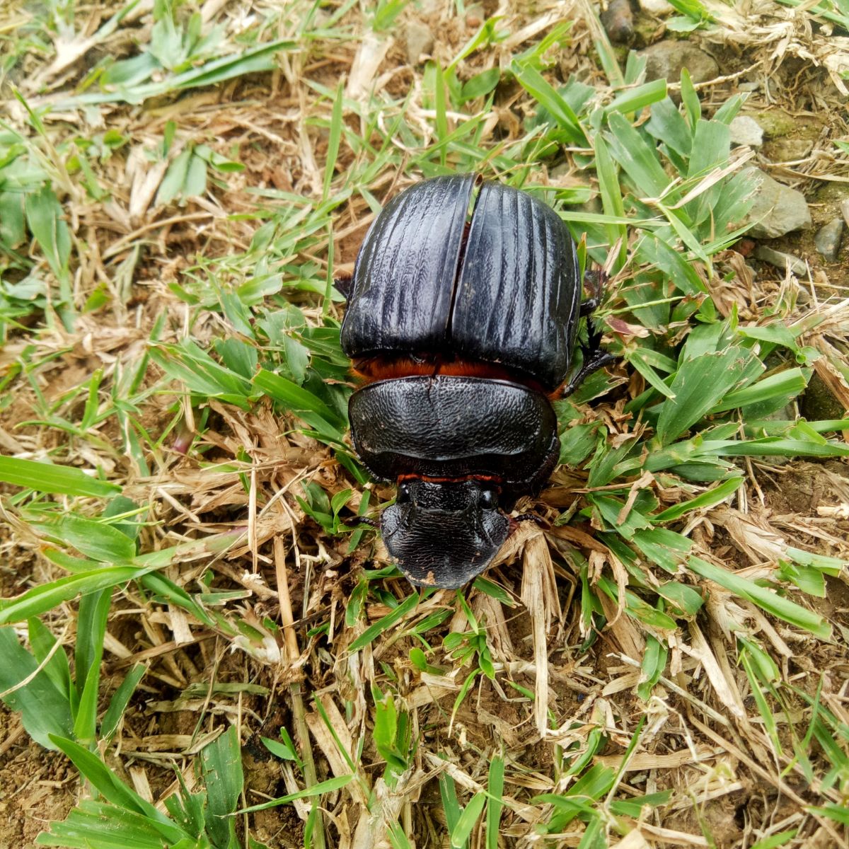 Black Beetle Spiritual Meaning