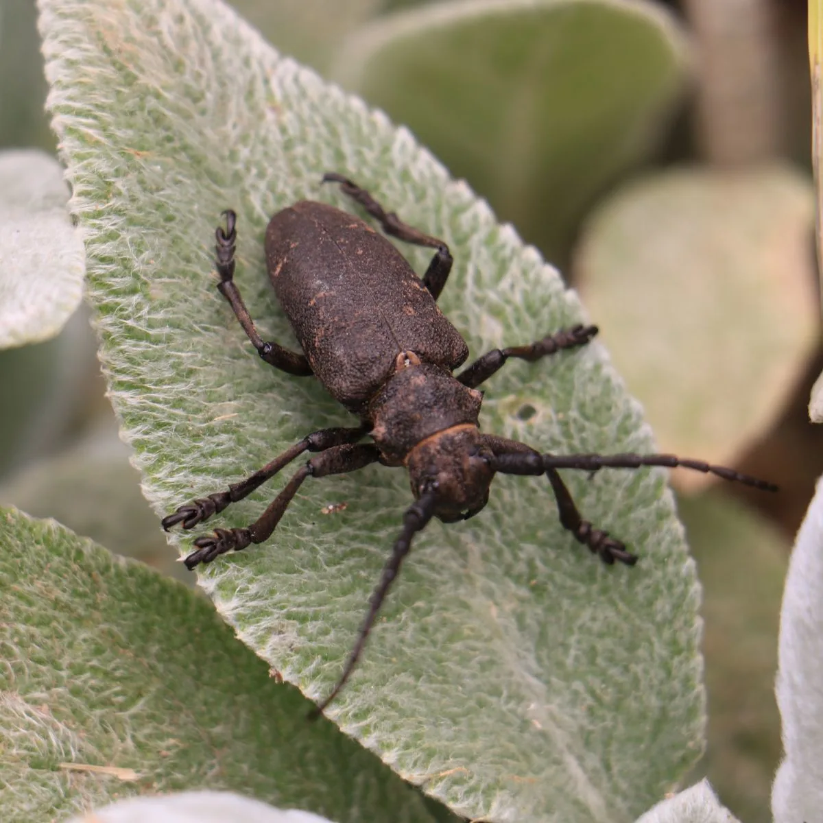 Black Beetle Spiritual Meaning