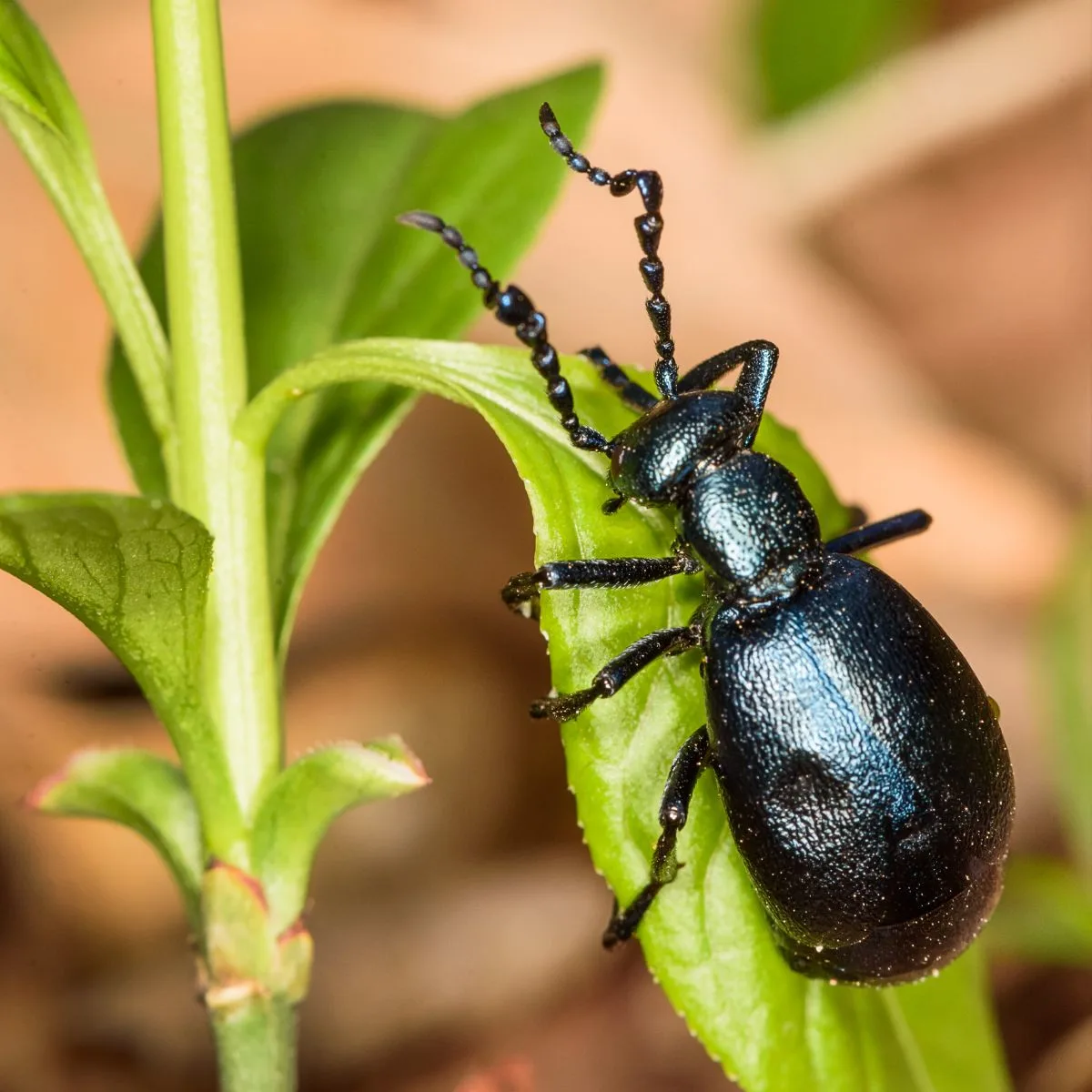 Black Beetle Spiritual Meaning