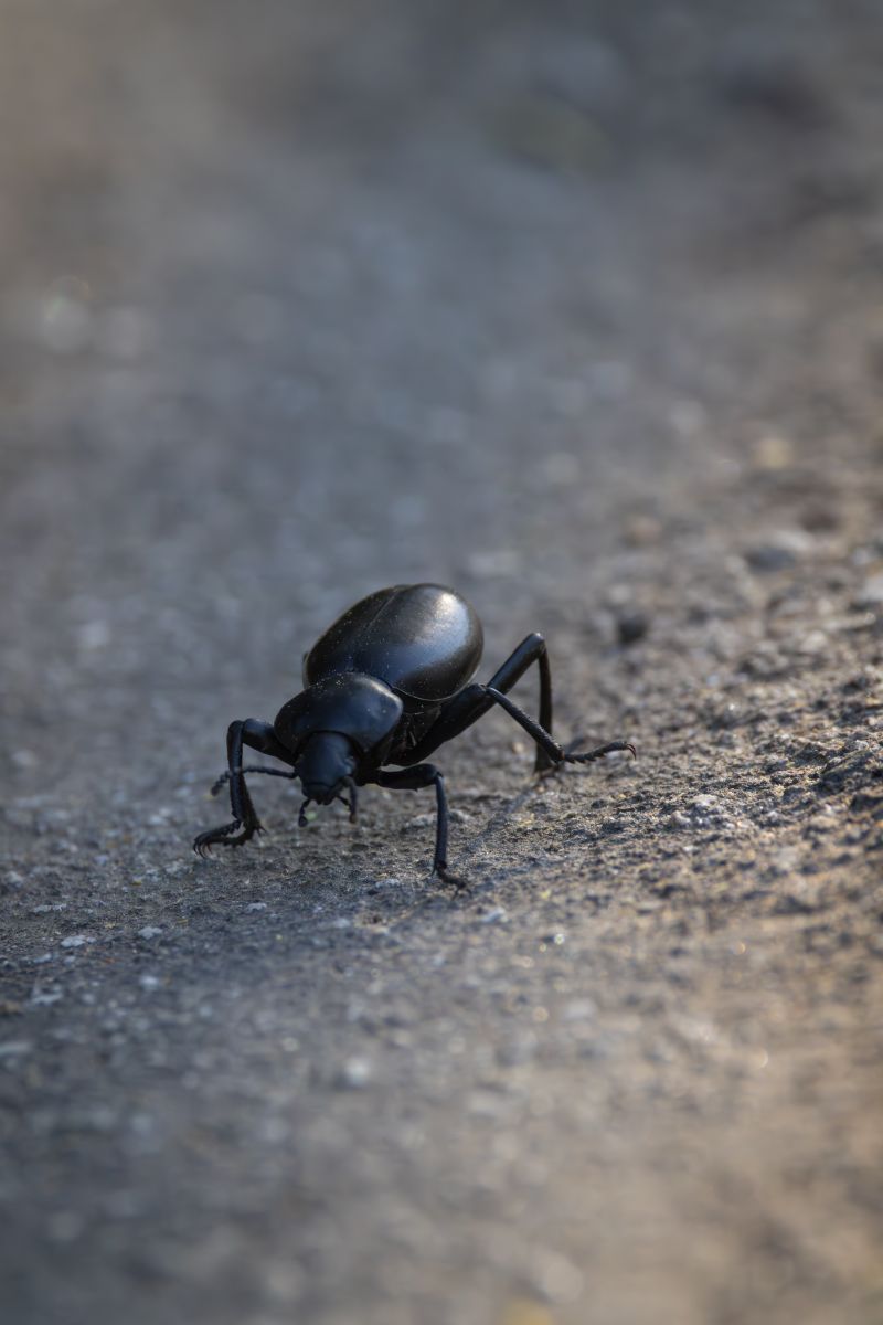 Black Beetle Spiritual Meaning