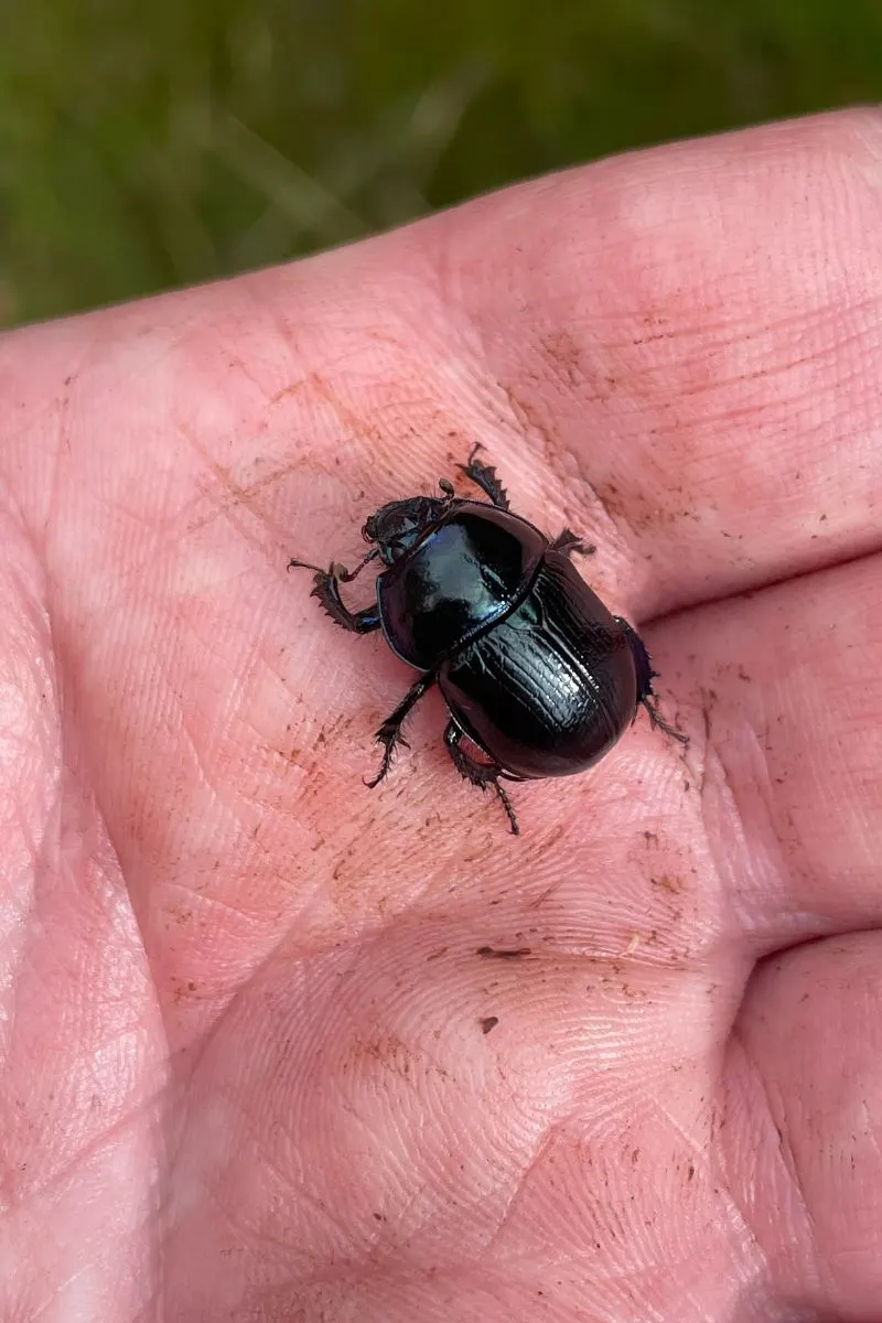 Black Beetle Spiritual Meaning