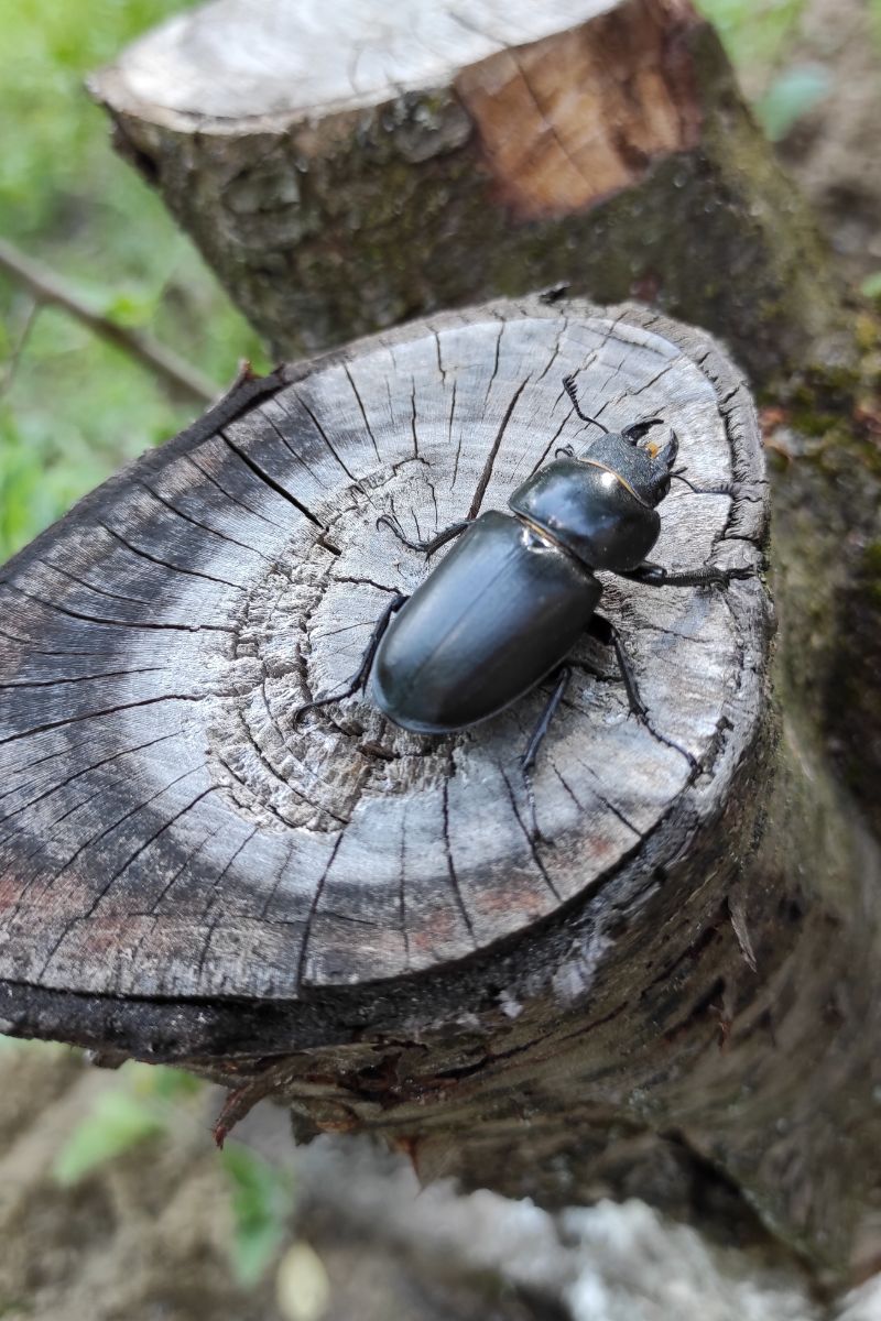 Black Beetle Spiritual Meaning