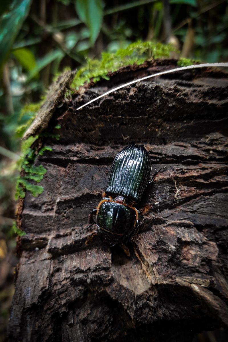 Black Beetle Spiritual Meaning