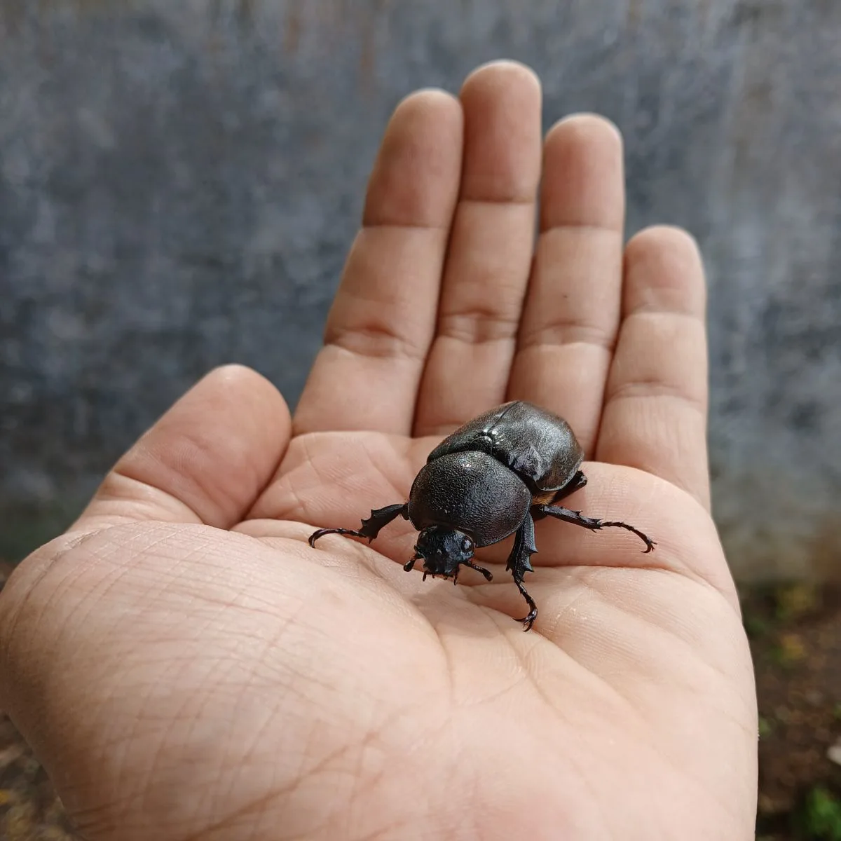 Black Beetle Spiritual Meaning