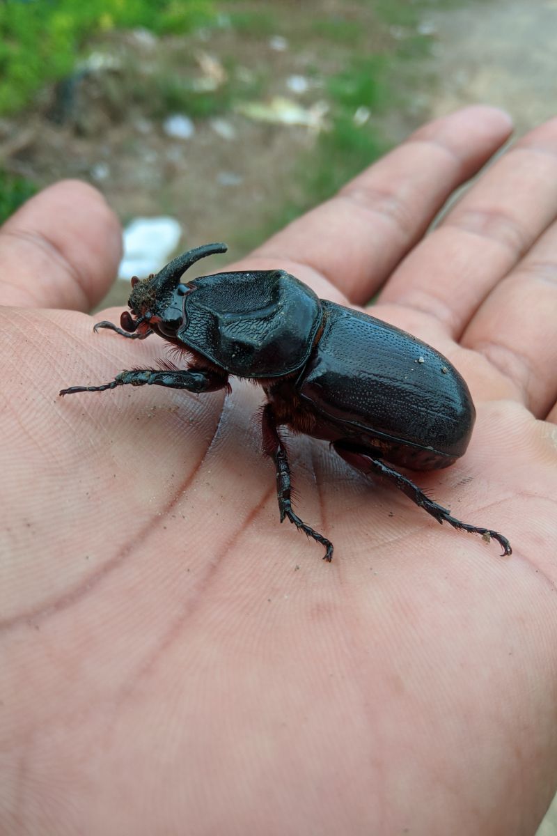 Black Beetle Spiritual Meaning