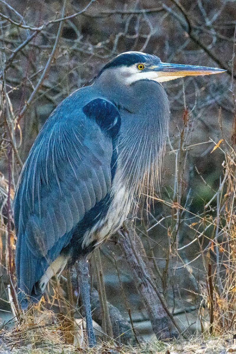 Blue Heron Spiritual Meaning 