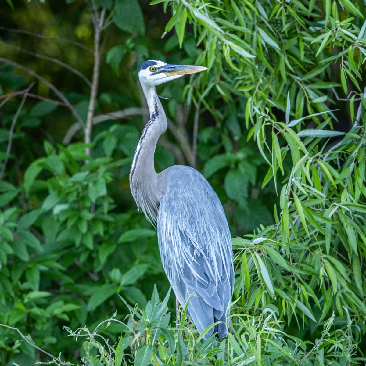 Blue Heron Spiritual Meaning