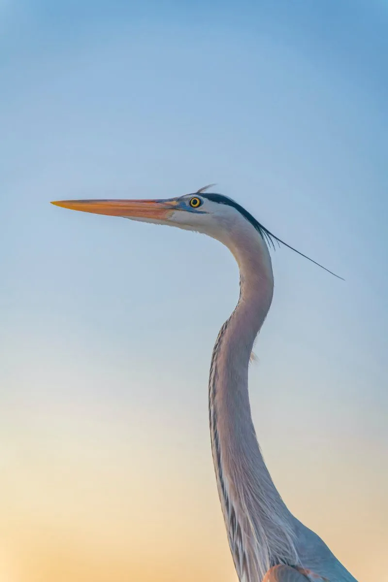 Blue Heron Spiritual Meaning 