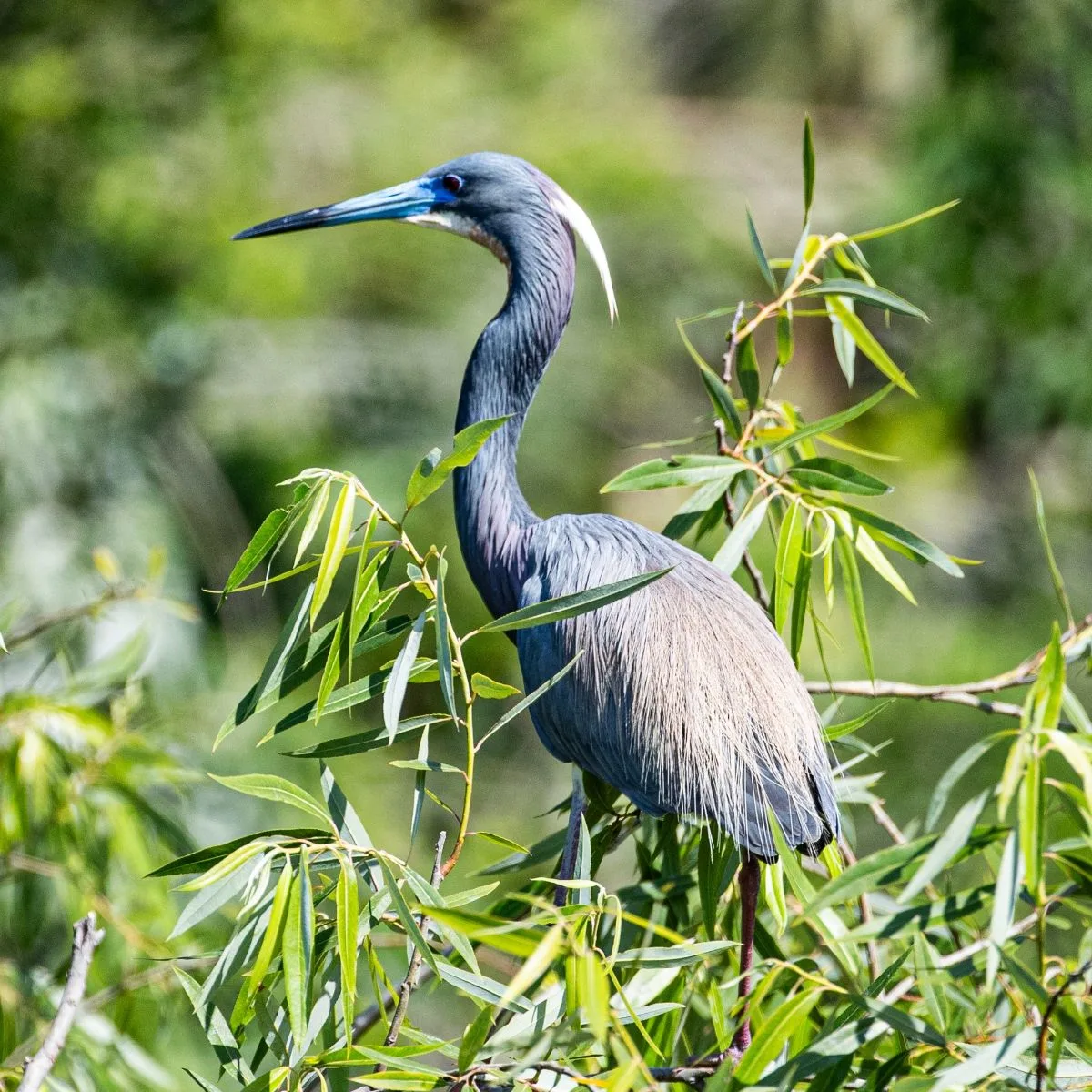 Blue Heron Spiritual Meaning 