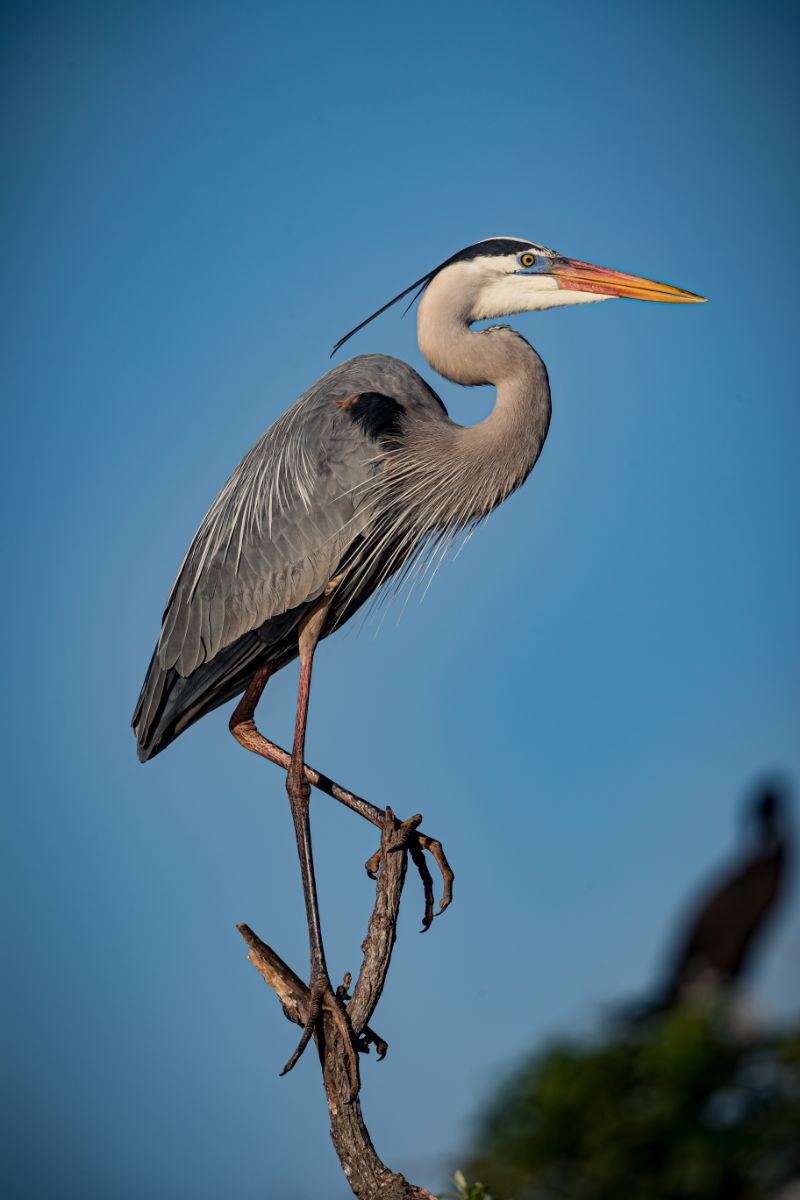 Blue Heron Spiritual Meaning 