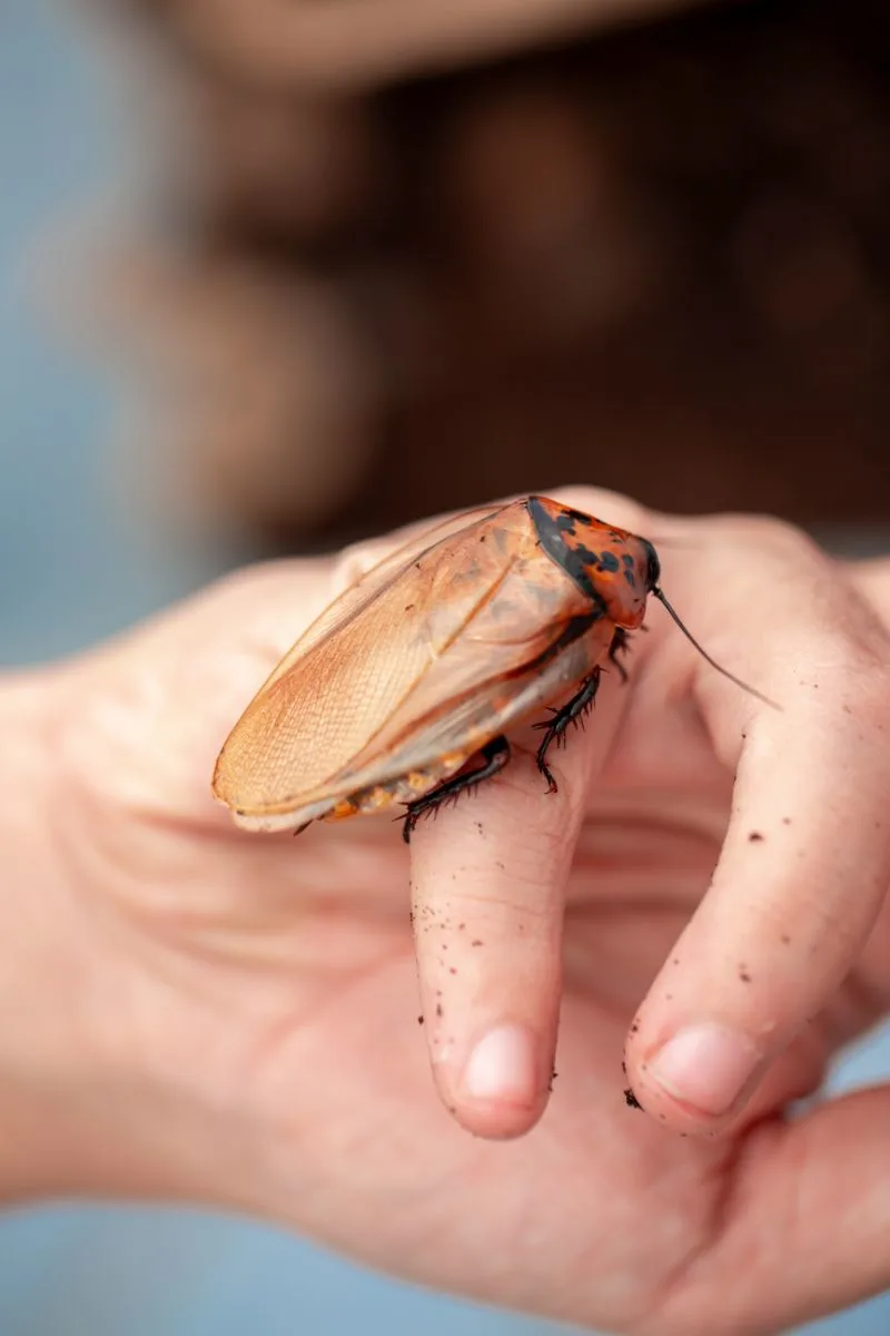 Cockroach Spiritual Meaning