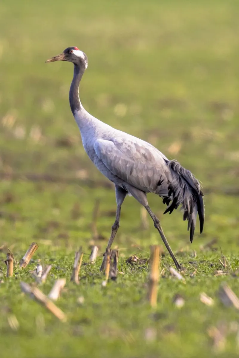 Crane Spiritual Meaning