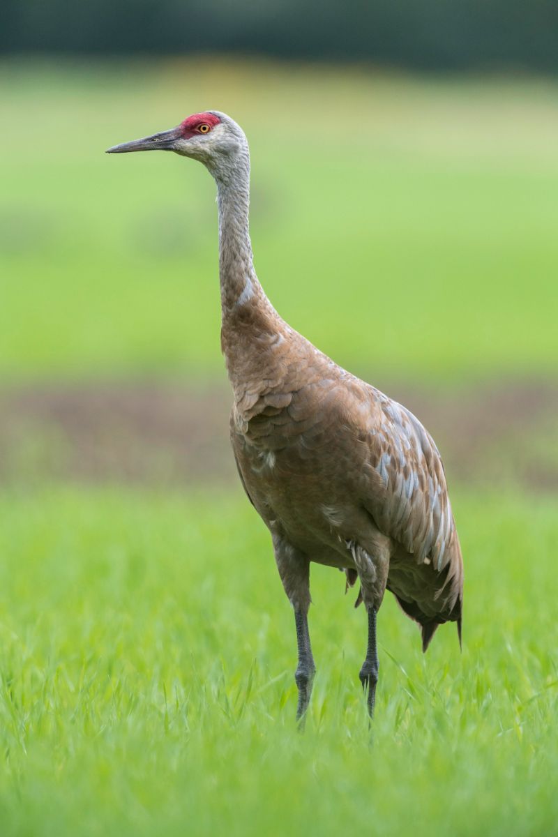 Crane Spiritual Meaning