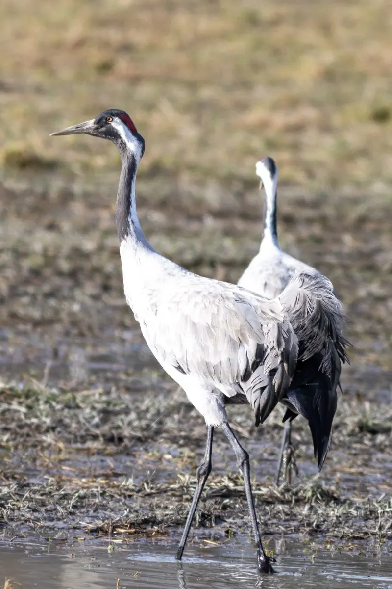 Crane Spiritual Meaning