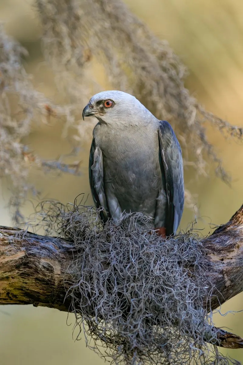 Mississippi Kite Spiritual Meaning