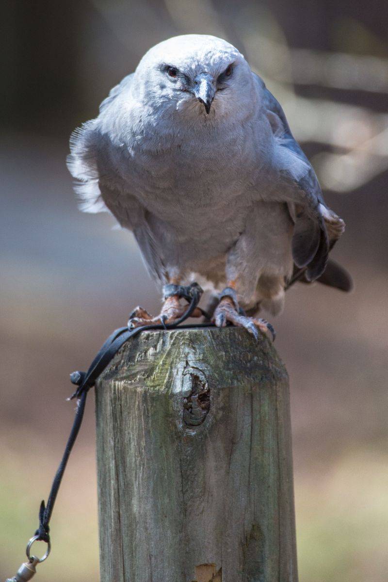 Mississippi Kite Spiritual Meaning