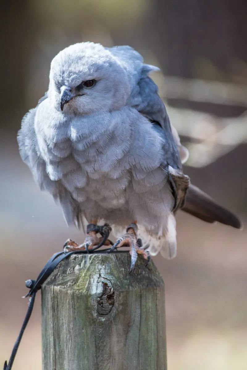 Mississippi Kite Spiritual Meaning