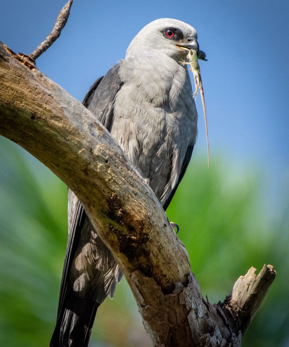 Mississippi Kite Spiritual Meaning