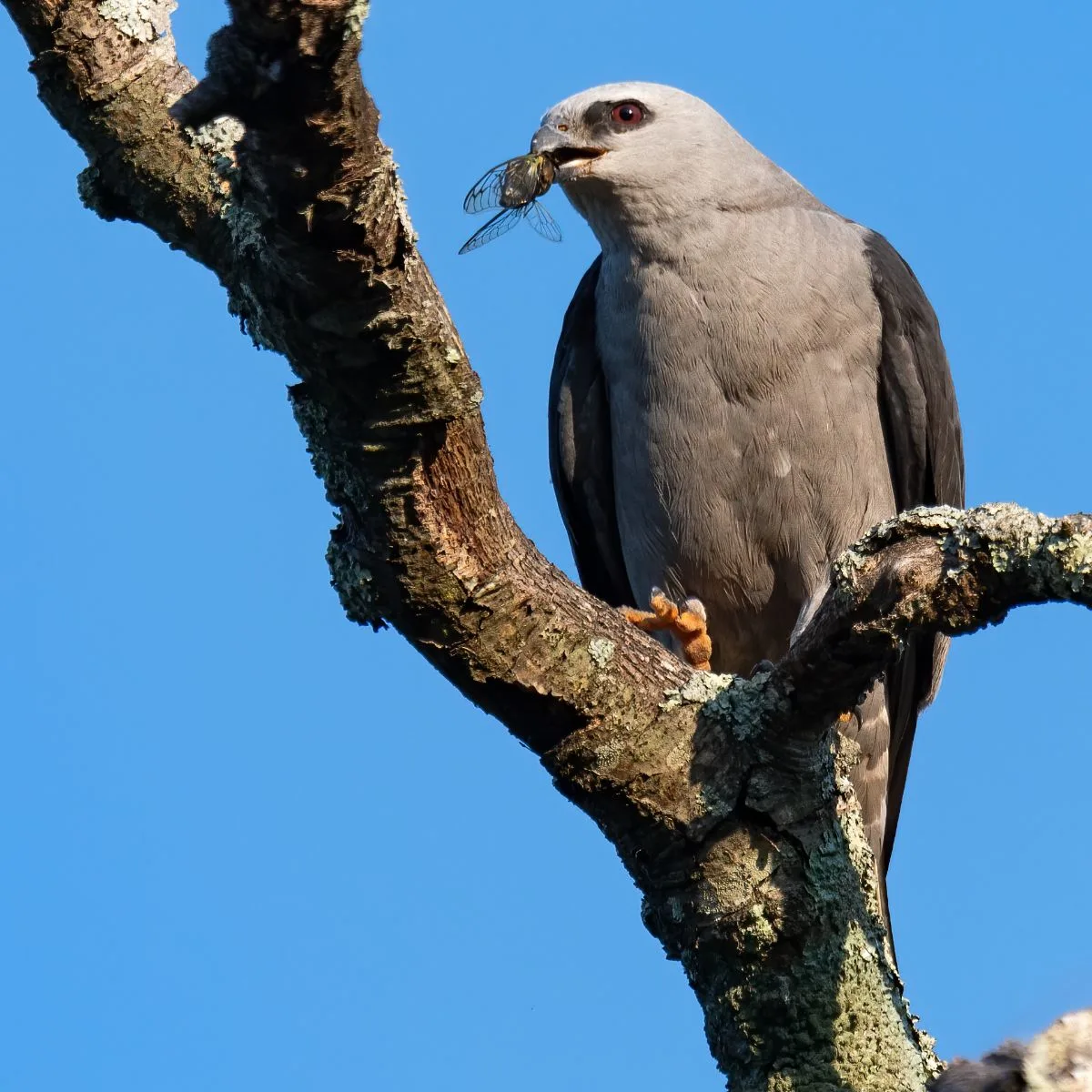 Mississippi Kite Spiritual Meaning