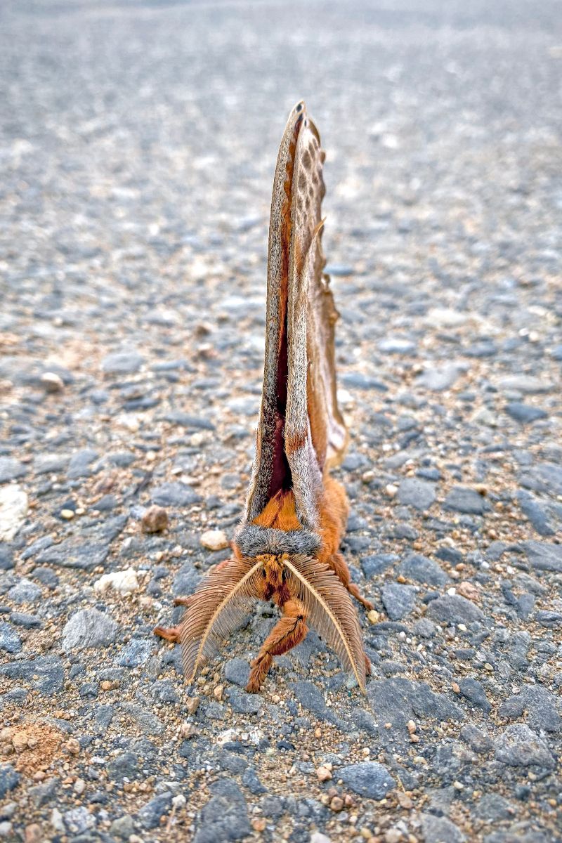 Polyphemus Moth Spiritual Meaning