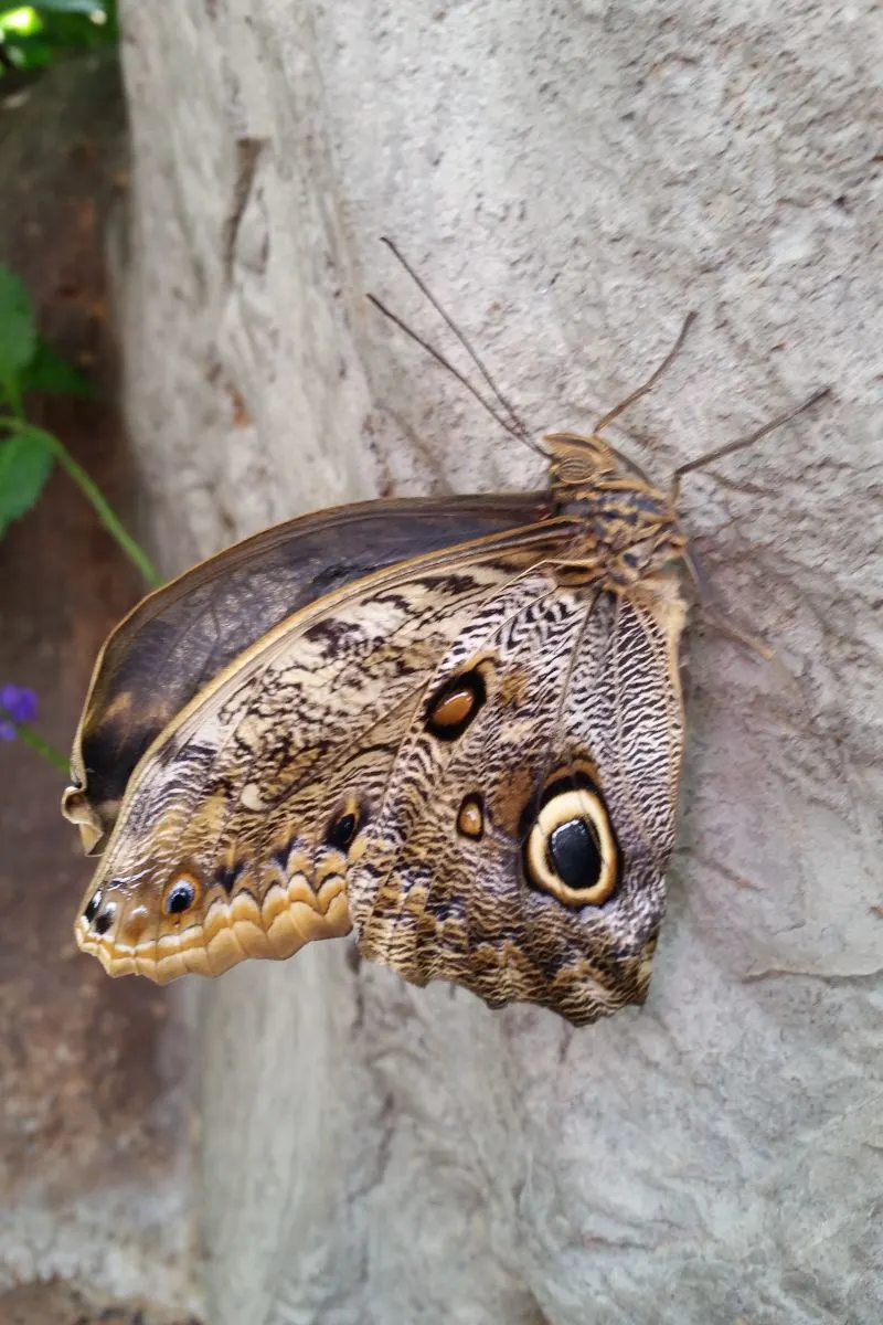 Polyphemus Moth Spiritual Meaning