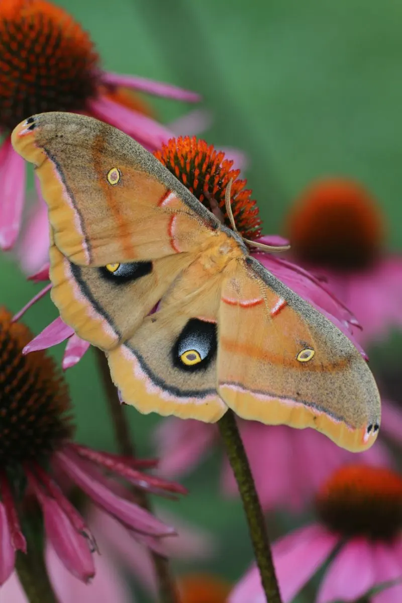 Polyphemus Moth Spiritual Meaning