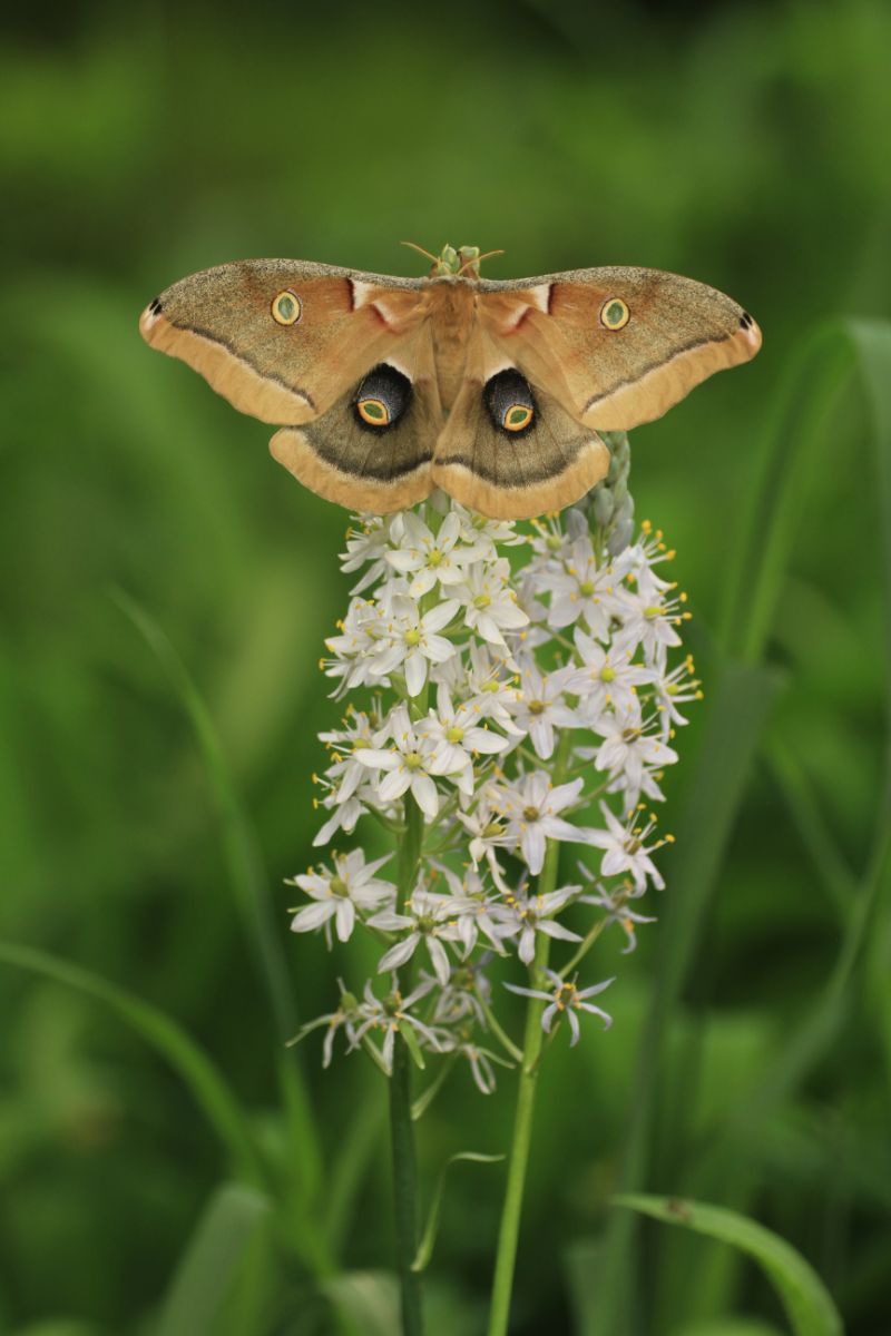 Polyphemus Moth Spiritual Meaning