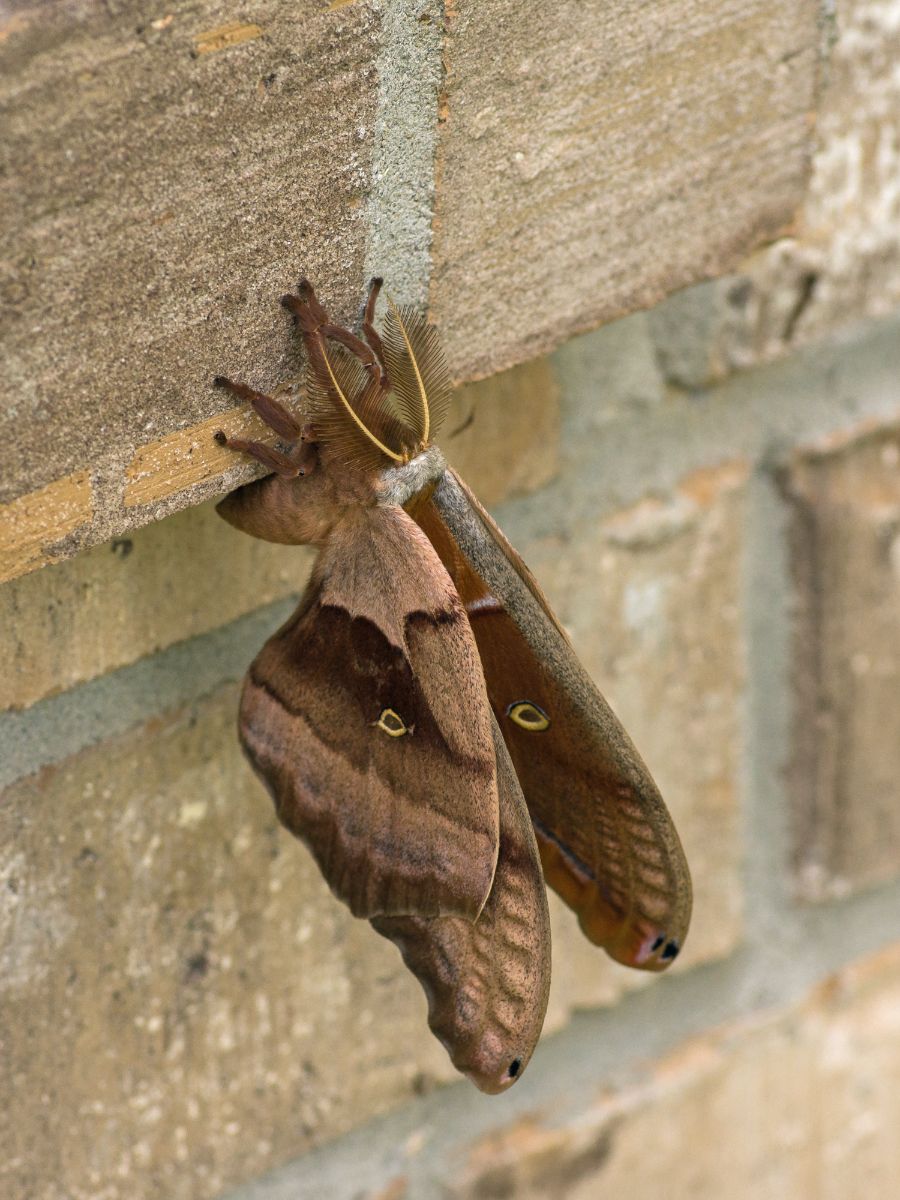 Polyphemus Moth Spiritual Meaning