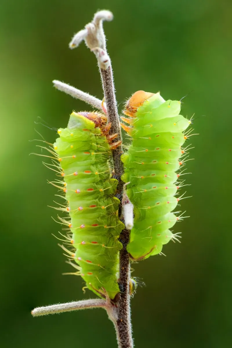 Polyphemus Moth Spiritual Meaning