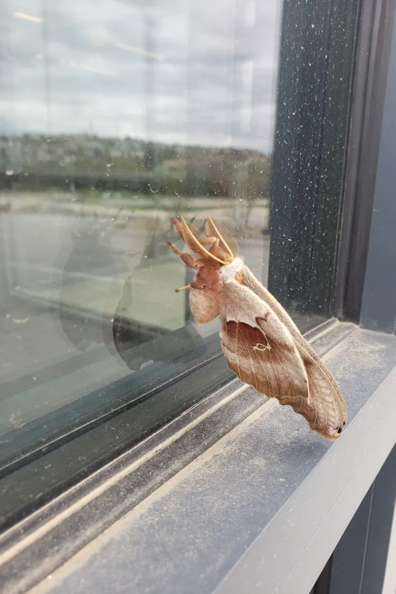 Polyphemus Moth Spiritual Meaning