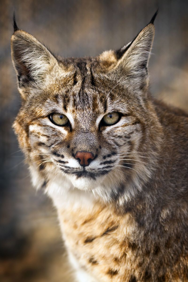 Spiritual Meaning Of A Bobcat Crossing Your Path