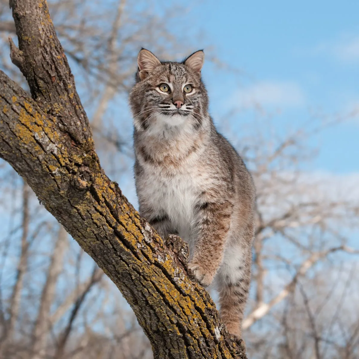 Spiritual Meaning Of A Bobcat Crossing Your Path