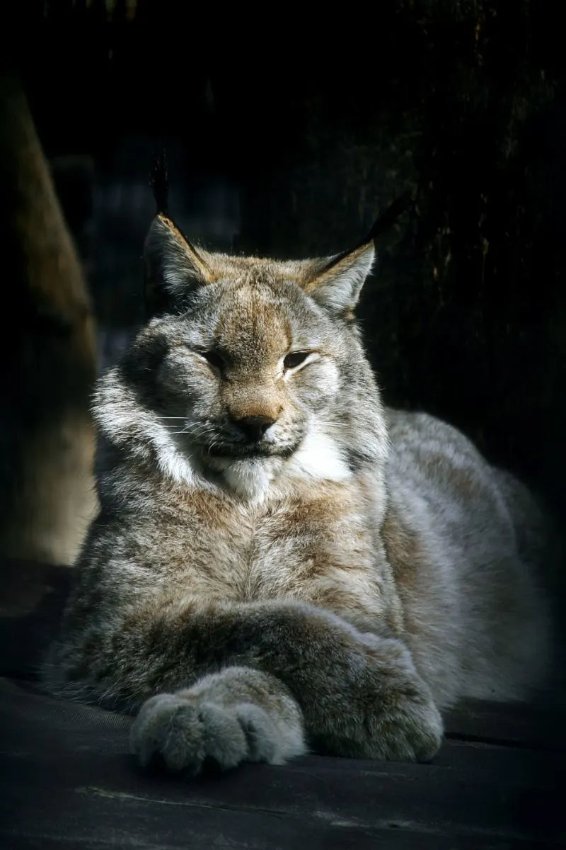 Spiritual Meaning Of A Bobcat Crossing Your Path