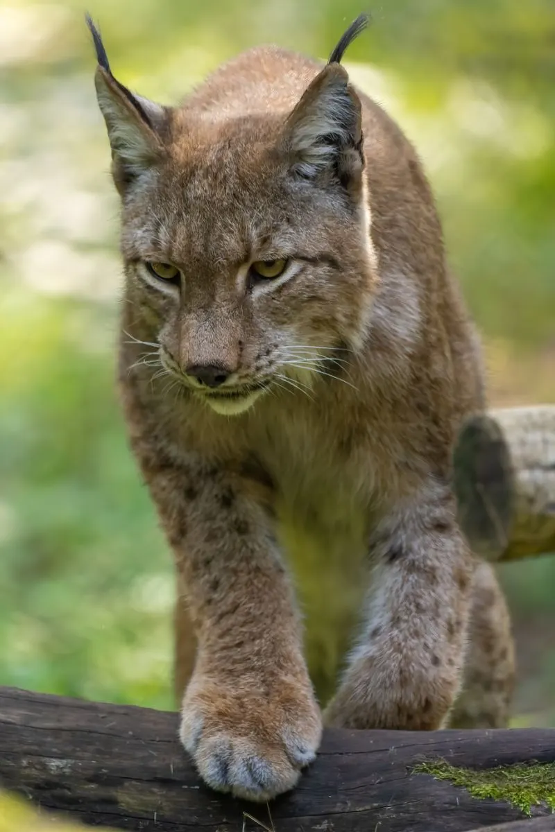 Spiritual Meaning Of A Bobcat Crossing Your Path
