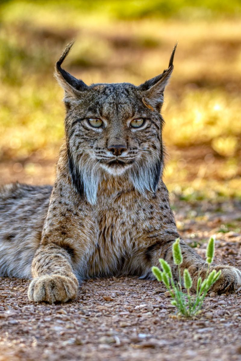 Spiritual Meaning Of A Bobcat Crossing Your Path