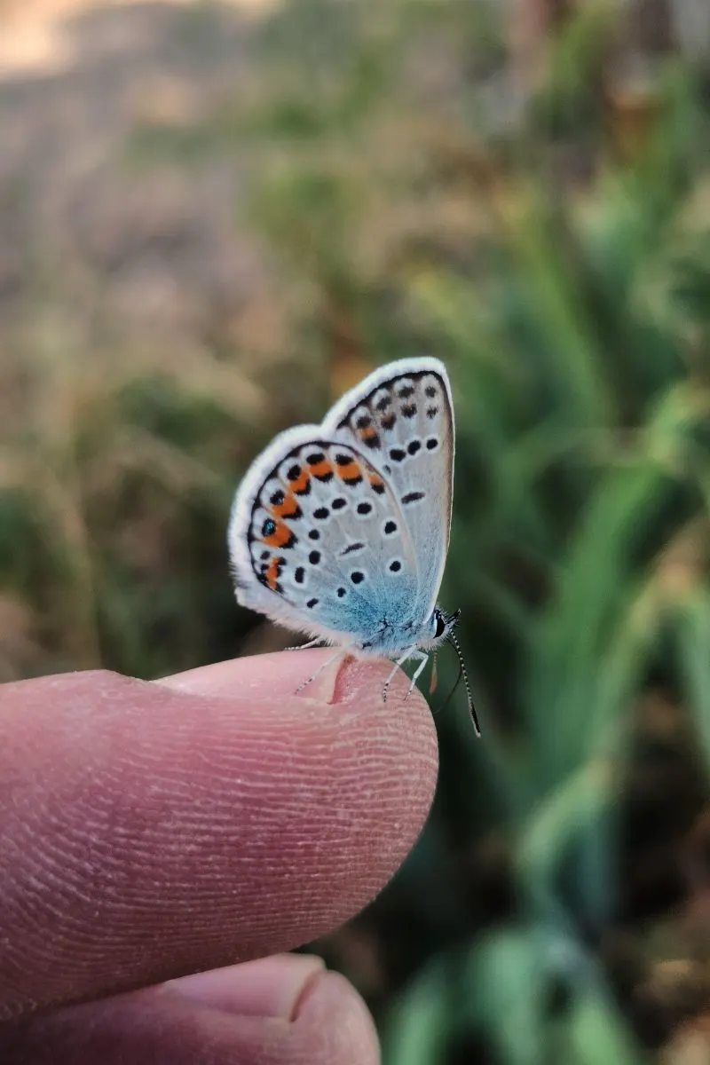 Spiritual Meaning Of Seeing A Butterfly