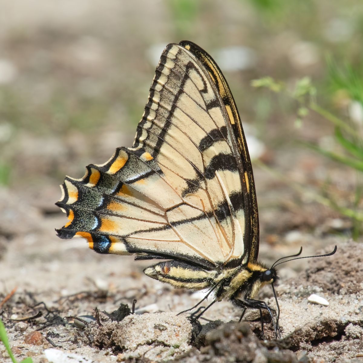 Swallowtail Butterfly Spiritual Meaning